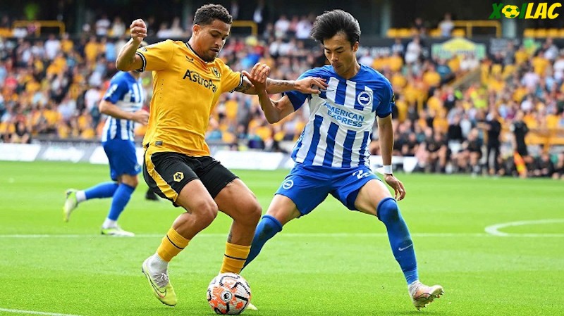 Brighton đối đầu với Wolves tại vòng 21 Ngoại Hạng Anh Brighton đối đầu với Wolves tại vòng 21 Ngoại Hạng Anh